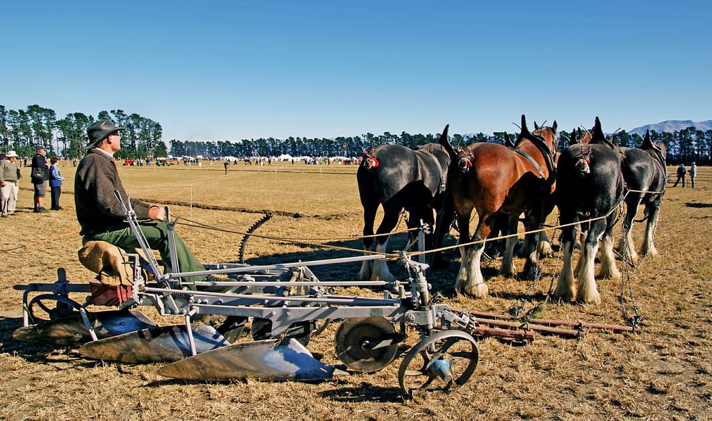 Horse Ploughing.Teamwork.