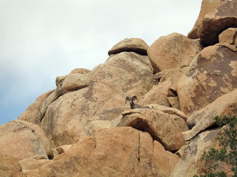 Animal, bighorn, boulders