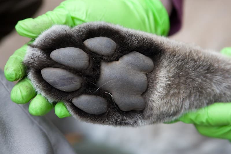 Mountain Lion Paw