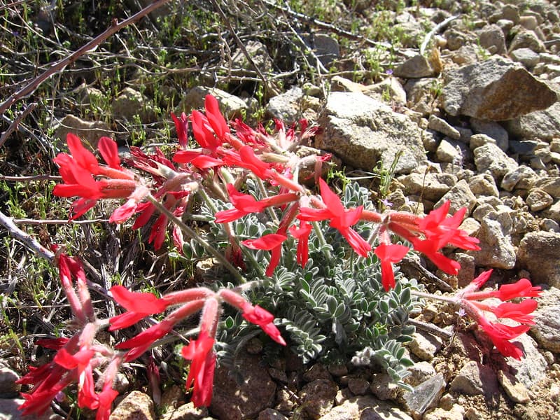 Scarlet milkvetch (Astragalus coccineaus);Desert Queen Mine