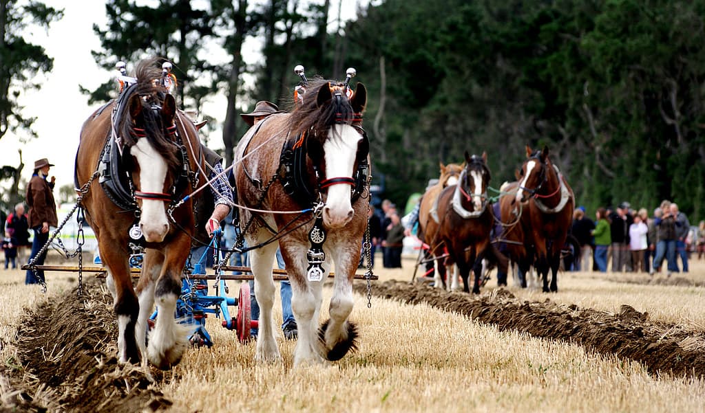 Horse Ploughing