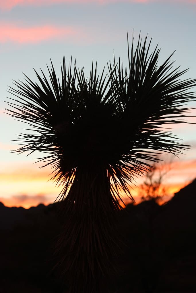 Joshua tree at sunset