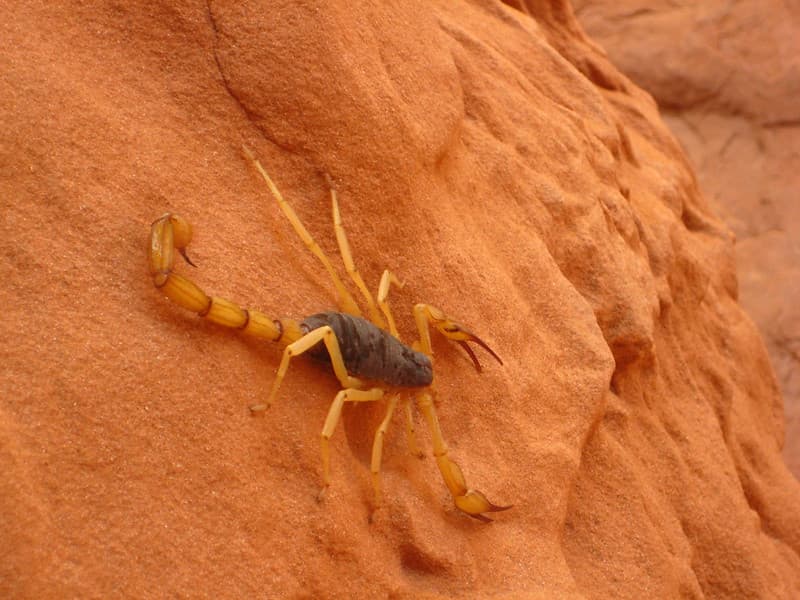 Giant Desert Hairy Scorpion