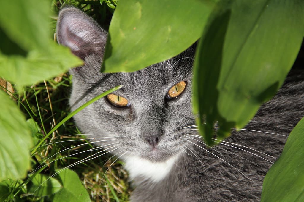 Amber, cat, ear