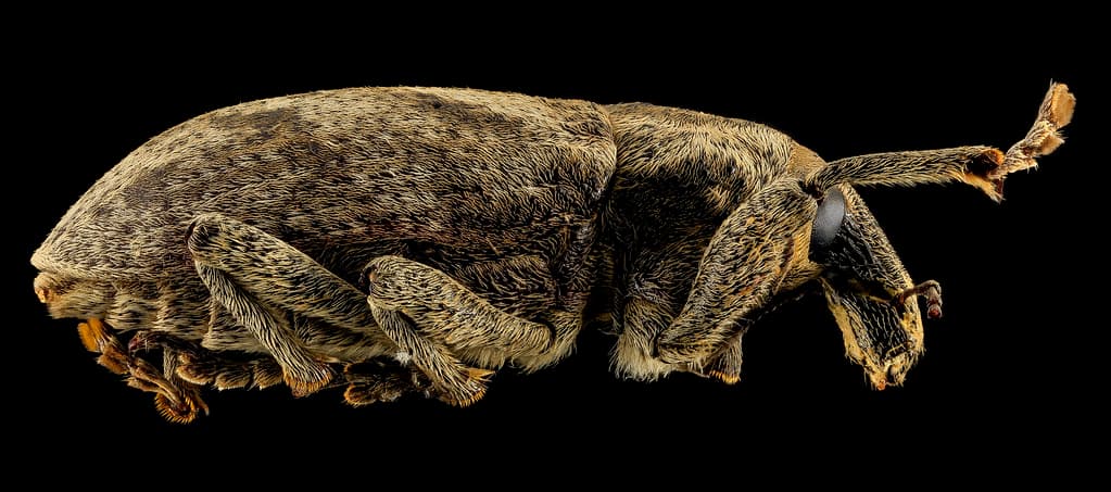 Cleonus, U, Side, Lake Michigan 2014-01-17-11.12.44 ZS PMax