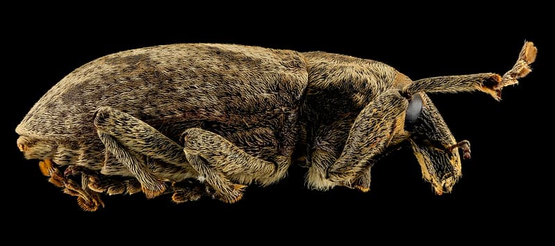 Cleonus, U, Side, Lake Michigan 2014-01-17-11.12.44 ZS PMax