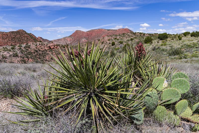 Sycamore Canyon Road: FR 9508