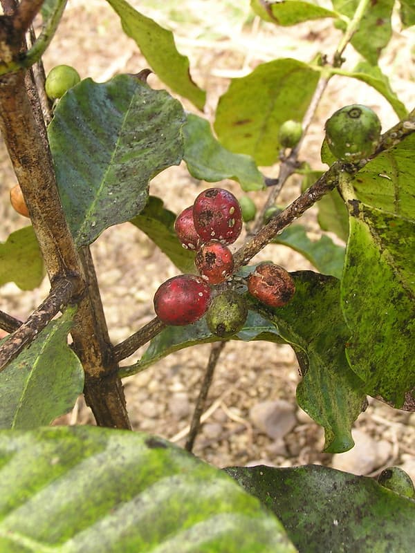 Scale and sooty mold on coffee