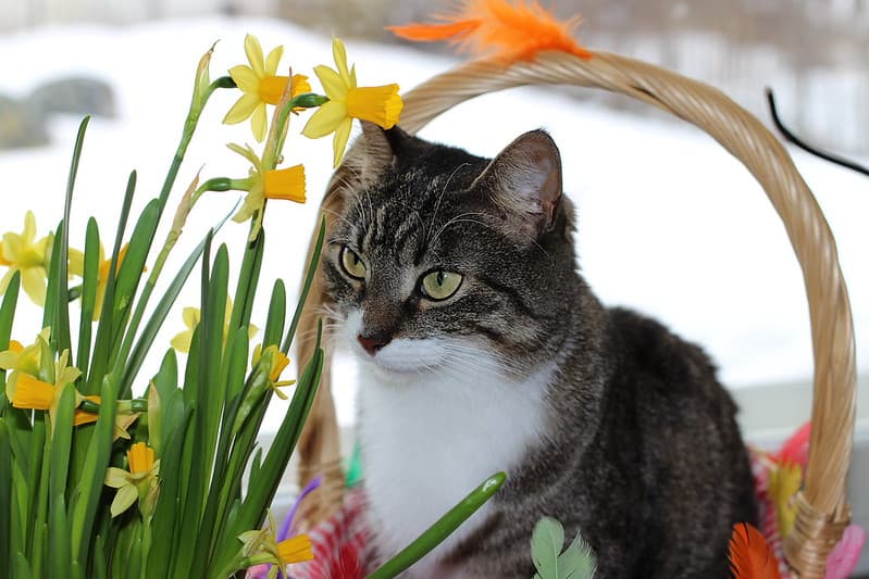 Miisa the Easter Cat