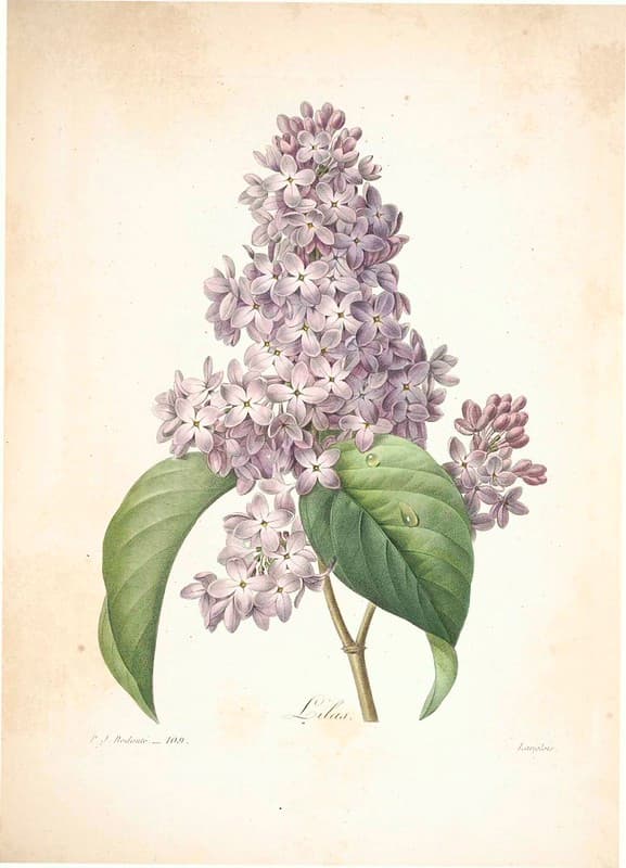 Botanical, botany, illustration
