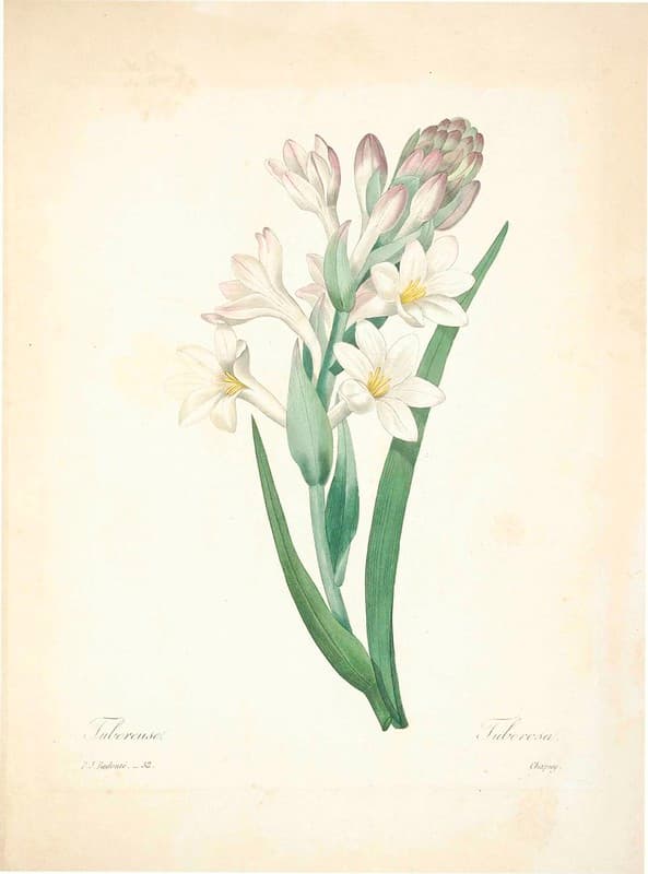 Botanical, botany, flowers