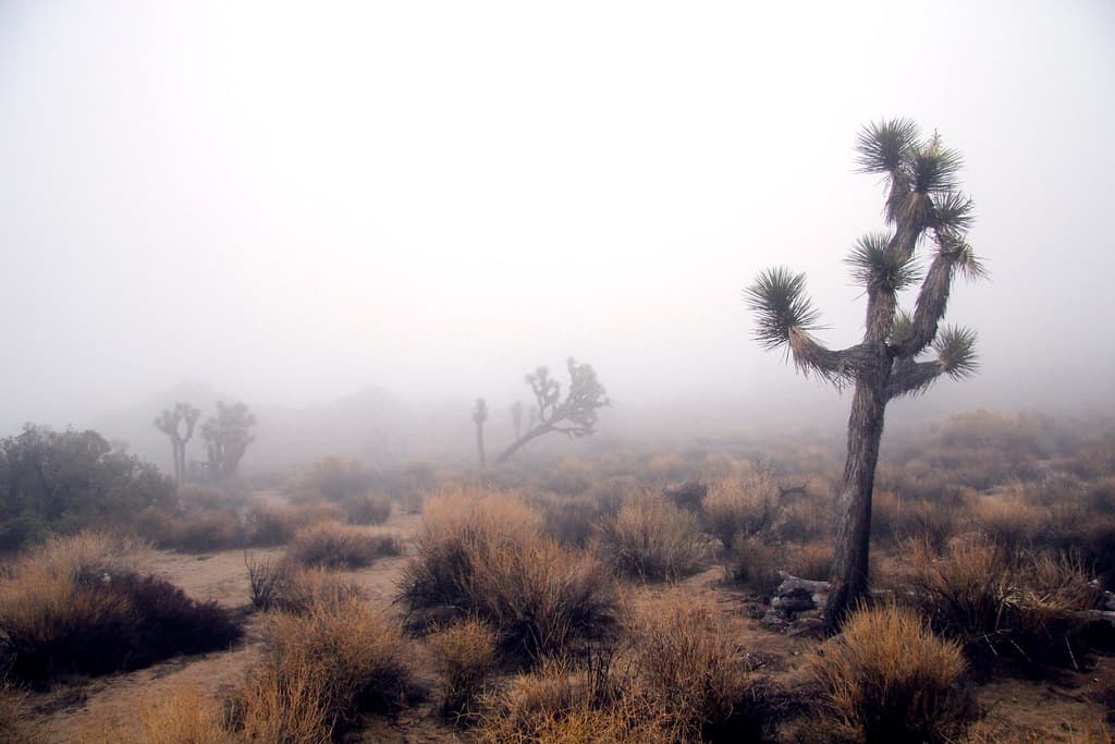 In the clouds near Keys View