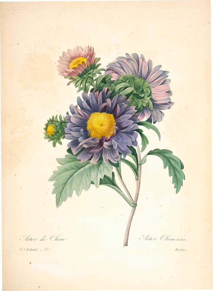 Botanical, botany, illustration