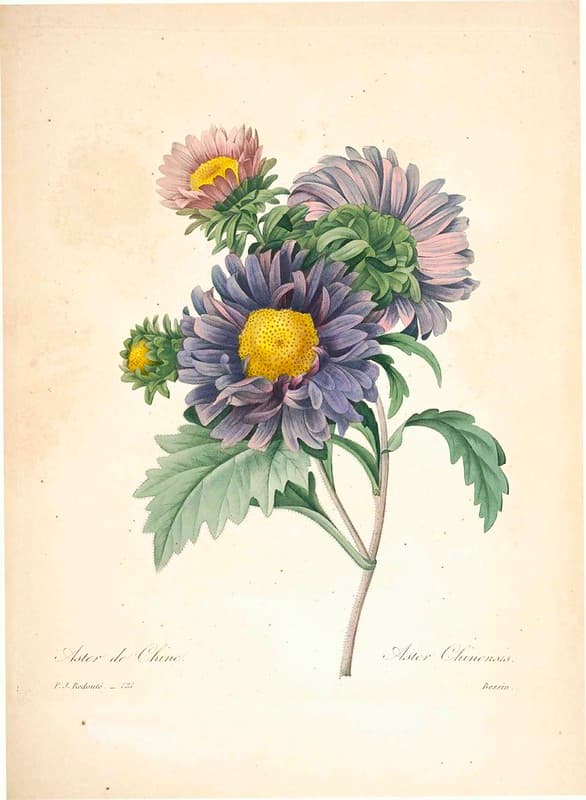 Botanical, botany, illustration
