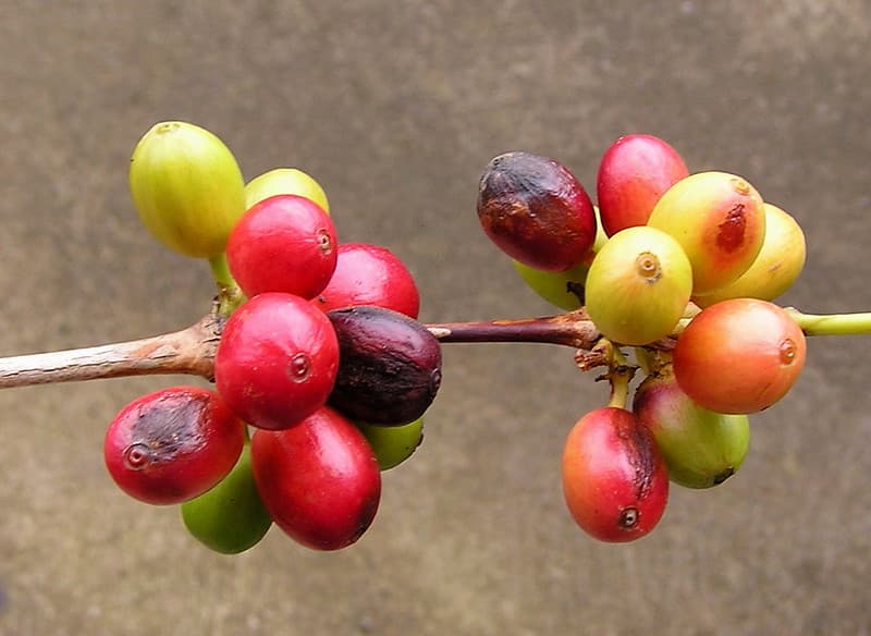 Coffee (Coffea arabica): Berry blotch, caused by Cercospora coffeicola