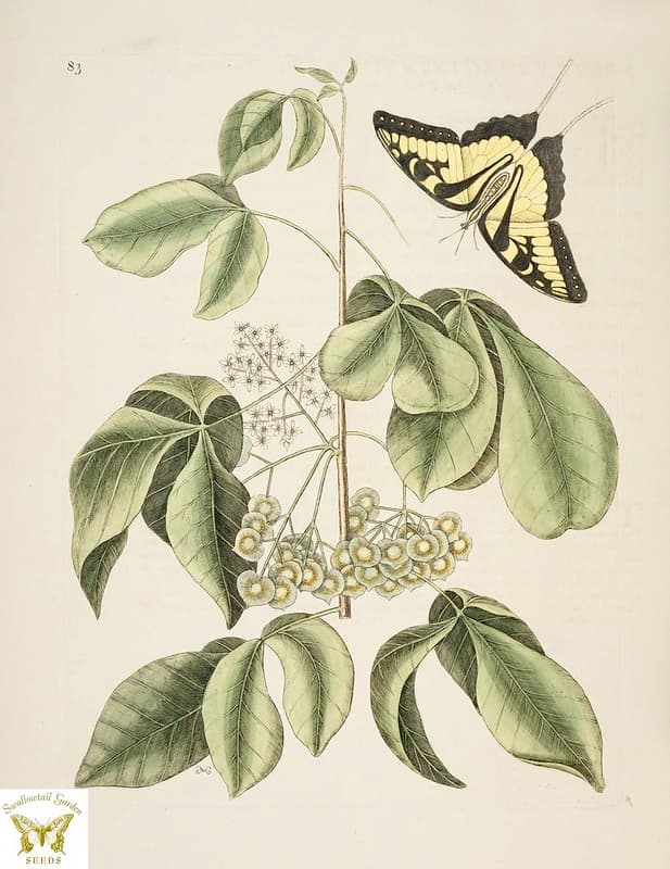 Thcentury, botanical, botany