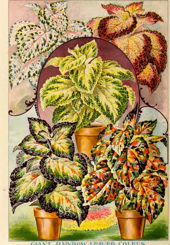 Coleus, Giant Rainbow Leaved. John Lewis Childs (1900)