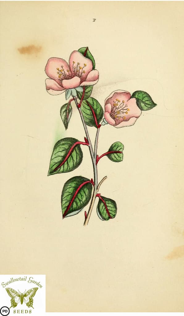 Botanical, botany, floraandthalia