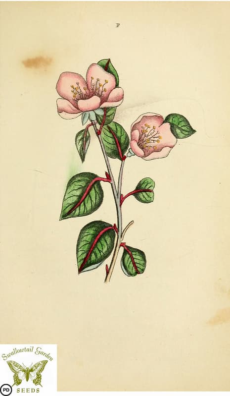 Botanical, botany, floraandthalia