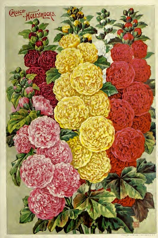 Double Hollyhocks. John Lewis Childs (1900)
