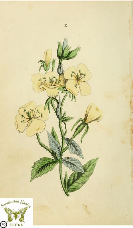 Botanical, botany, floraandthalia