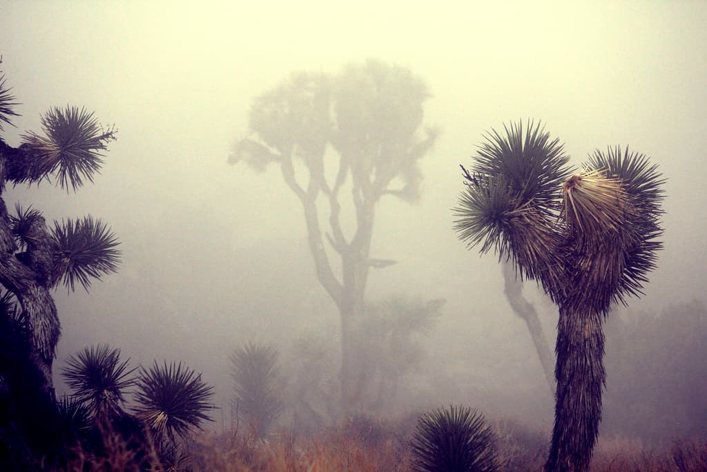 In the clouds near Keys View