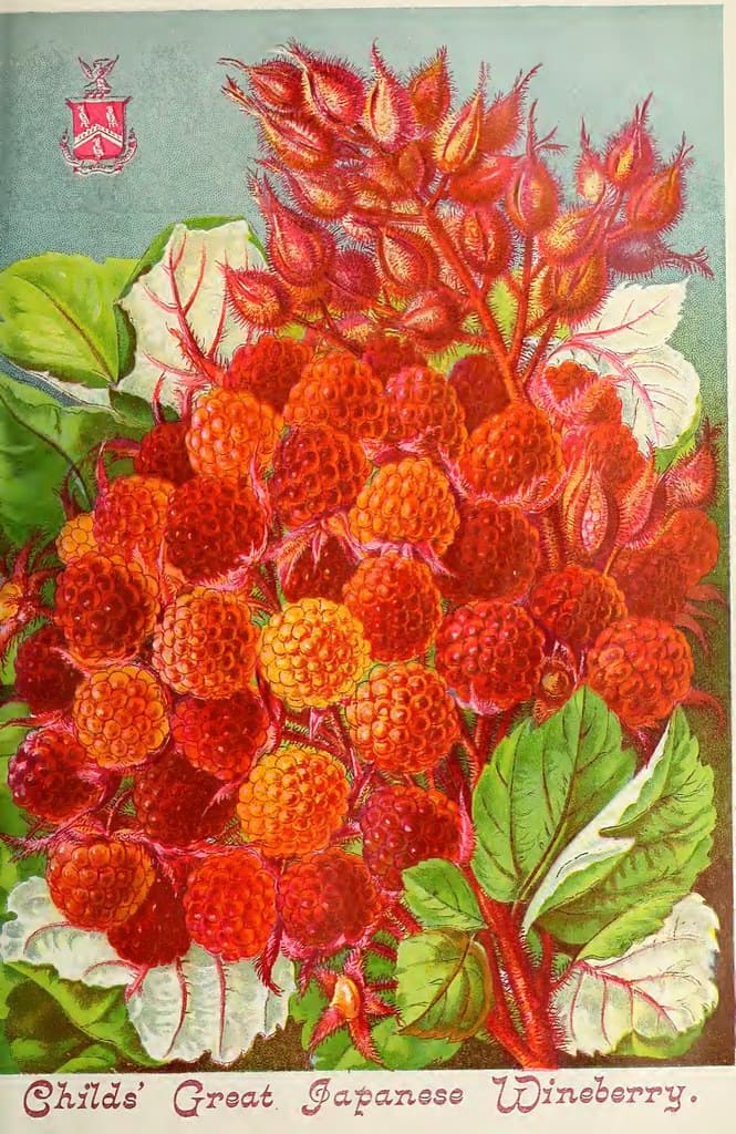 Botanical, botany, flowersorvegetables