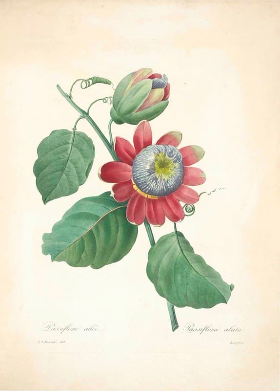 Botanical, botany, flowers