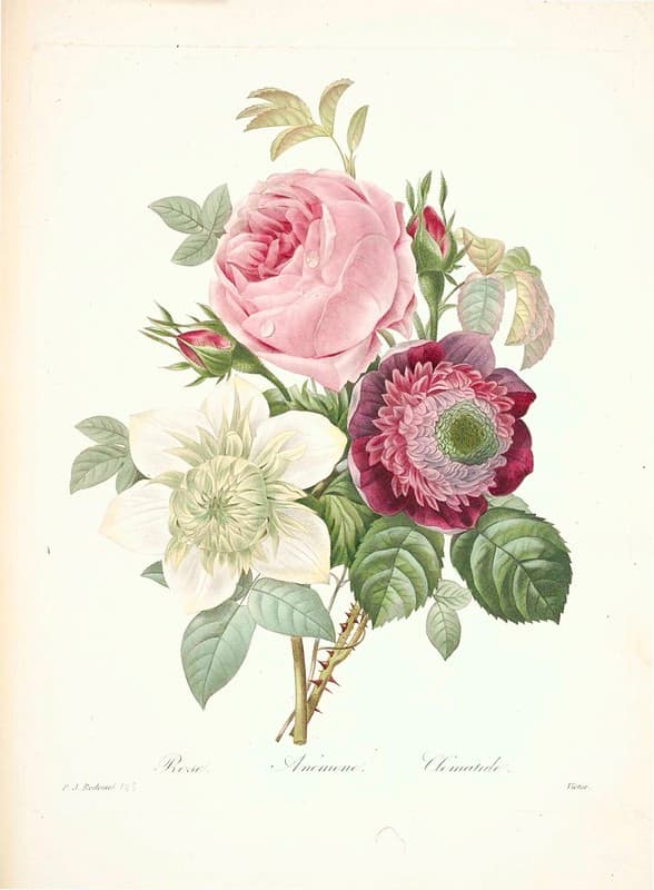 Botanical, botany, illustration