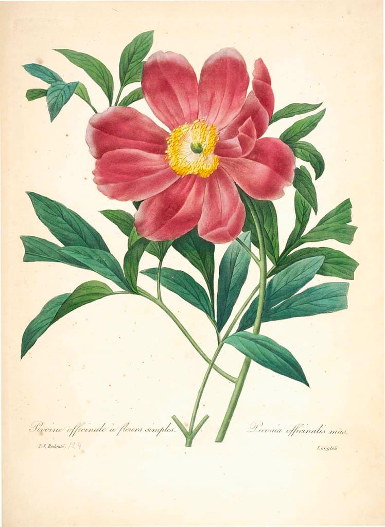 Botanical, botany, illustration