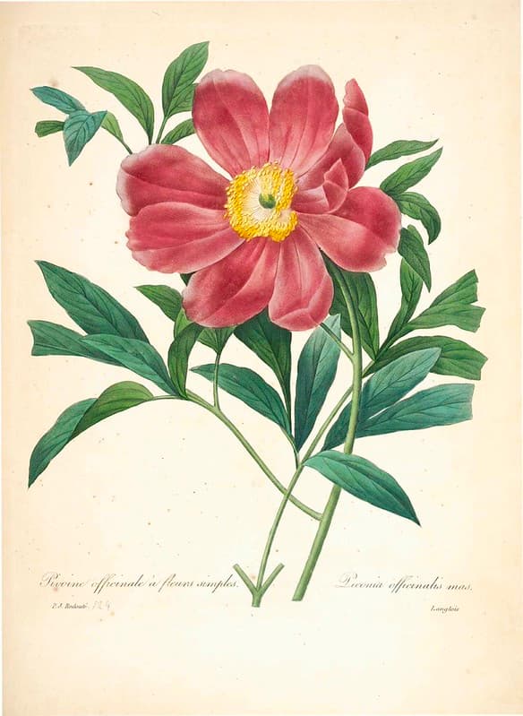 Botanical, botany, illustration