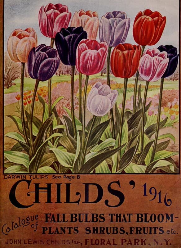 Tulips. Childs' Fall Bulbs Catalogue (1916)