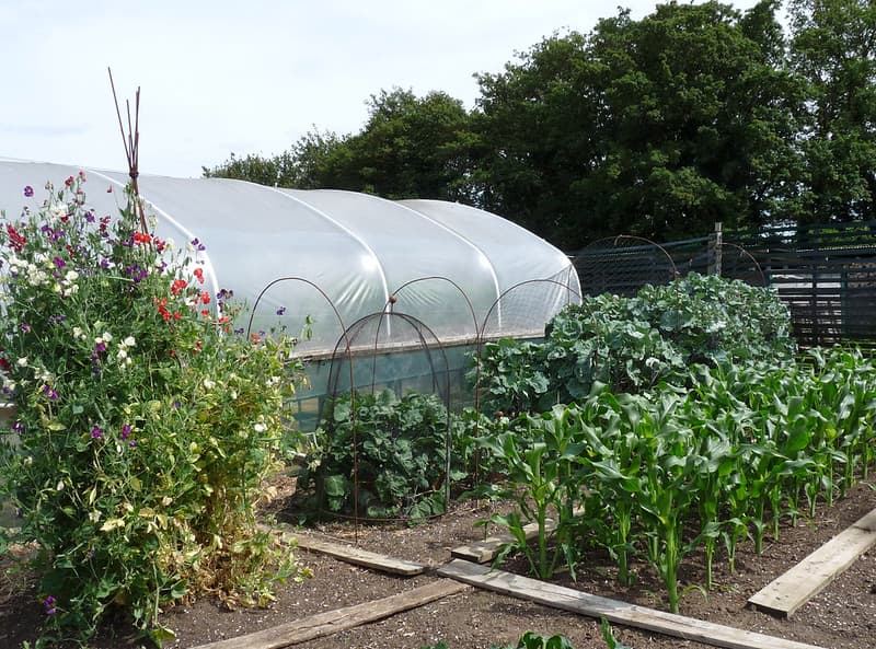 Lower Lovetts Farm organic kitchen garden (8)