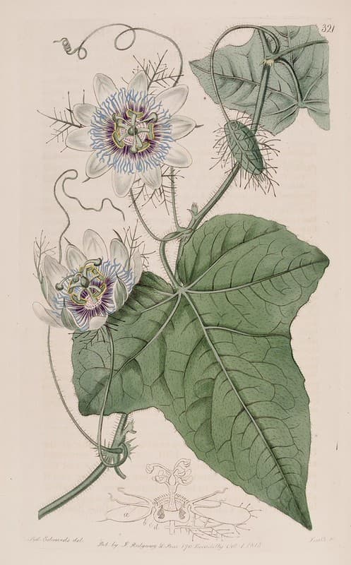 Botanical, botany, domain