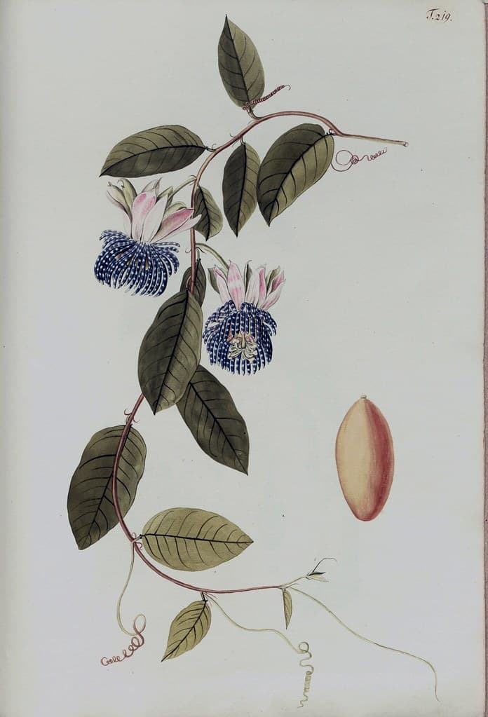 Botanical, botany, domain