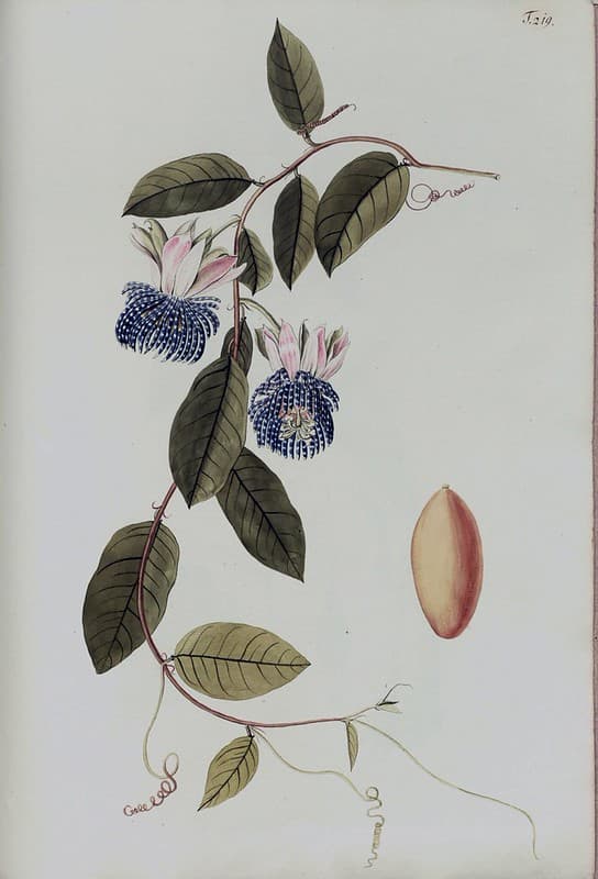 Botanical, botany, domain