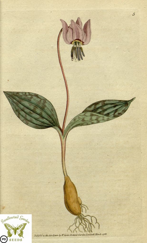 Thcentury, botanical, botanicalmagaizine