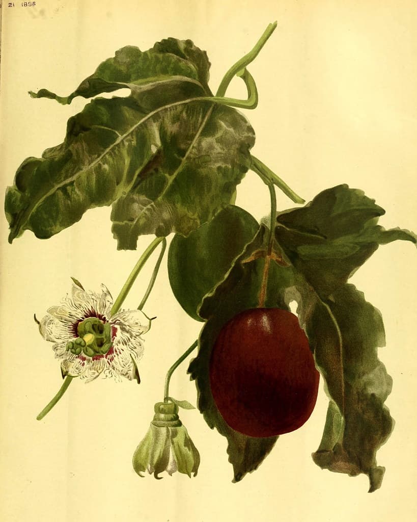 Passiflora edulis - Passion Fruit, Purple Granadilla.