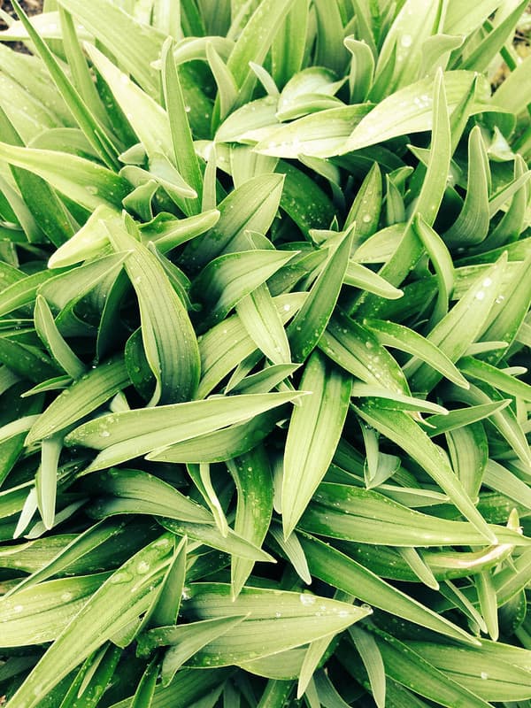 Green leaves as a texture