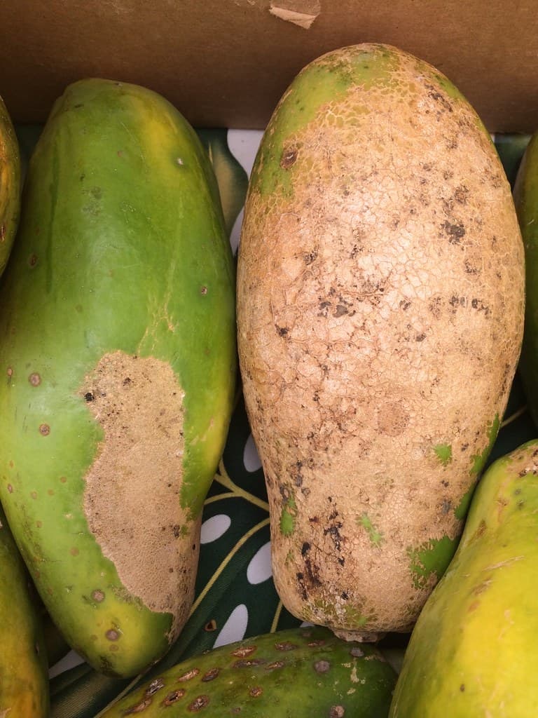 Injury to papaya fruits