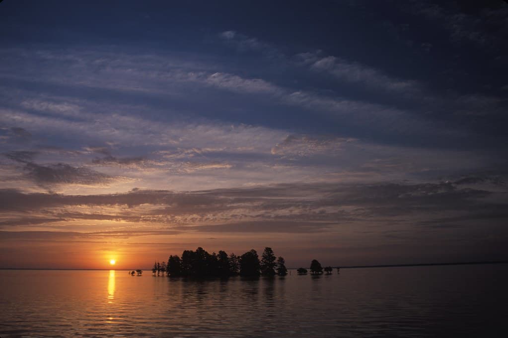 Baldcypress Trees