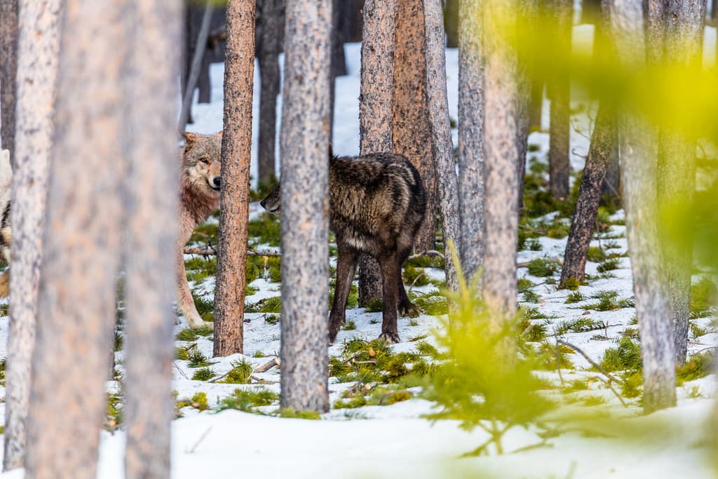 Members of the Canyon Pack gaze through the trees