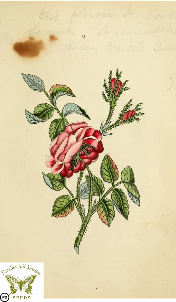 Botanical, botany, floraandthalia