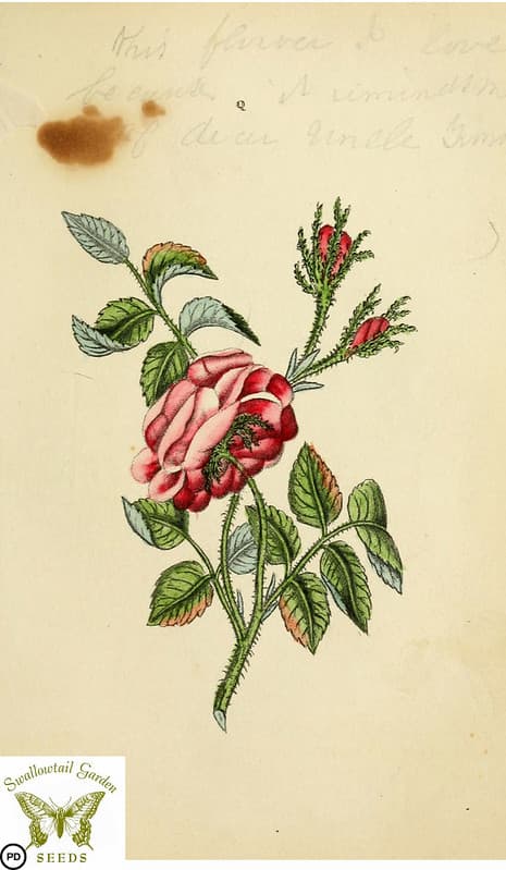 Botanical, botany, floraandthalia