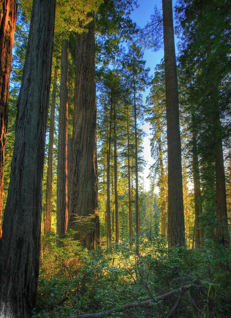 Headwaters Forest Reserve