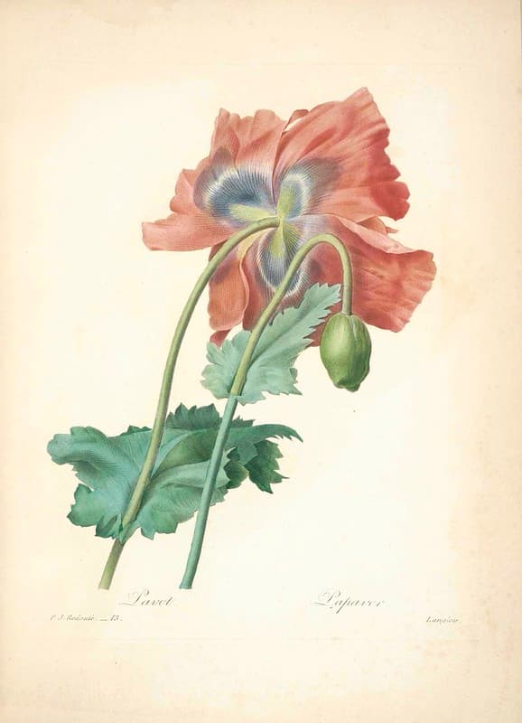 Botanical, botany, flowers