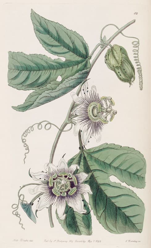 Passiflora edulis - Passion Fruit.