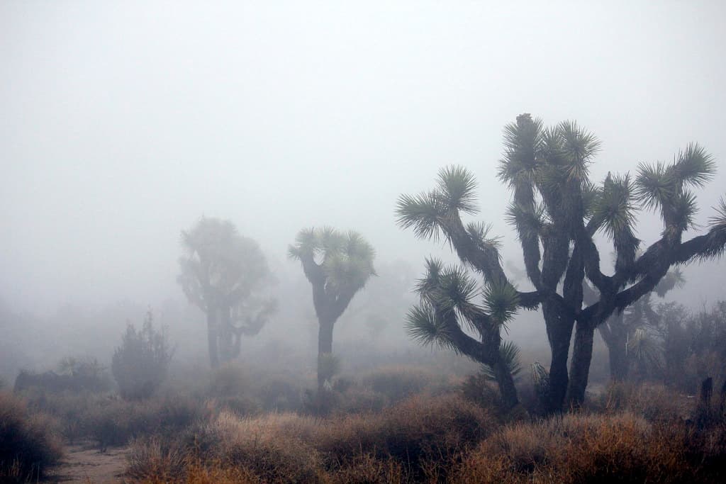 In the clouds near Keys View