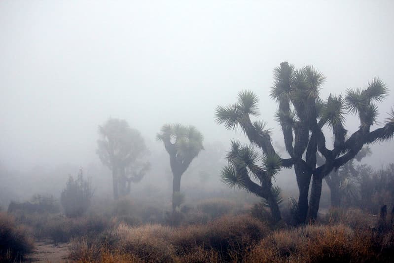 In the clouds near Keys View