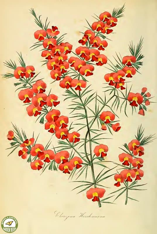 Botanical, botany, flowerillustrations